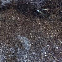 Viruta de acero - Hierros Sainz Viruta de acero - Hierros Sainz